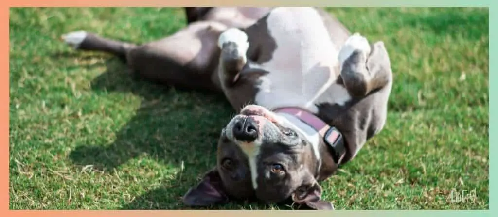 100+ Fabulous Pitbull Names for Your New Puppy