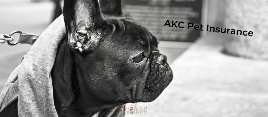 AKC Pet Insurance Best Pet Insurance For French Bulldogs