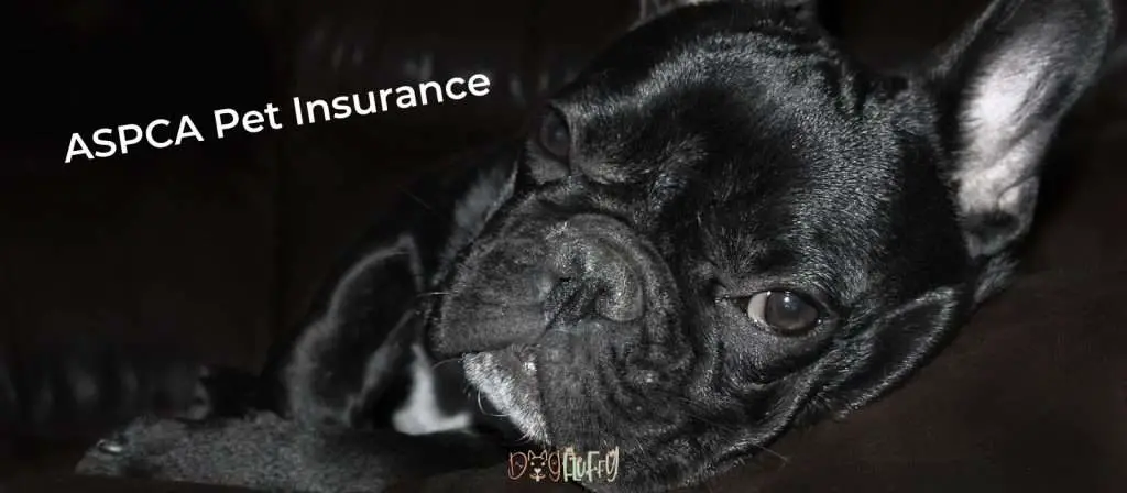 ASPCA Pet Insurance - Best Pet Insurance For French Bulldogs