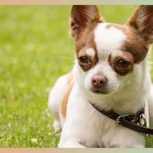 Best 10 Tips for How To Leash Train a Puppy