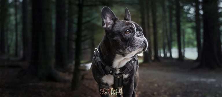 Best Pet Insurance For French Bulldogs