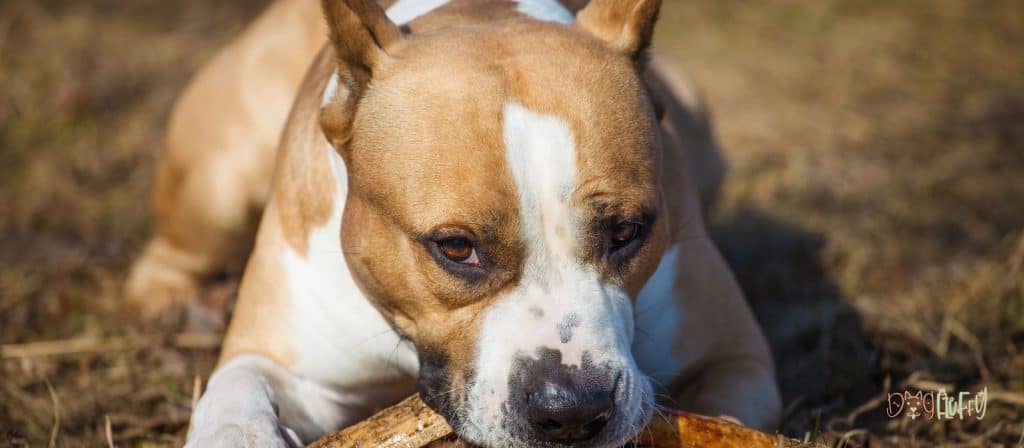 american staffordshire terrier image