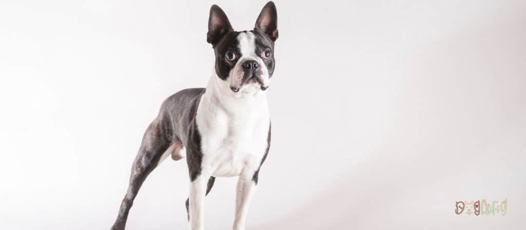 Boston Terrier Image