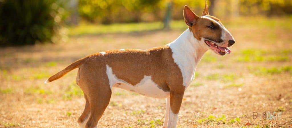 Bull Terriers