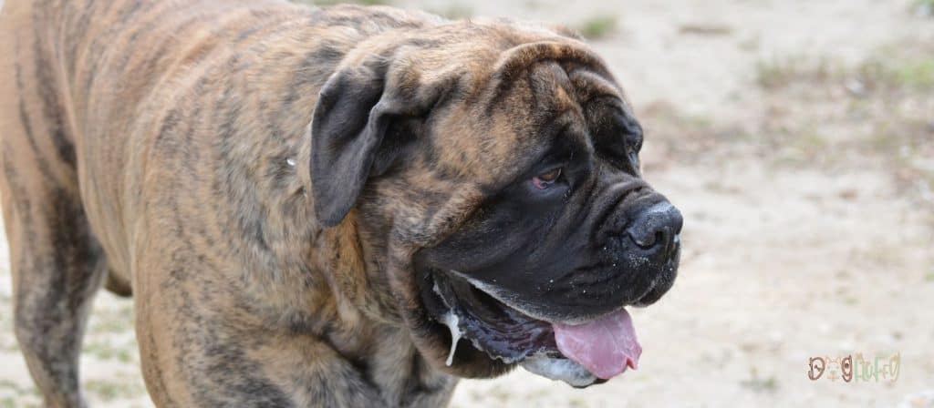 Bullmastiff