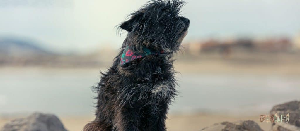 Cairn Terrier Dogs