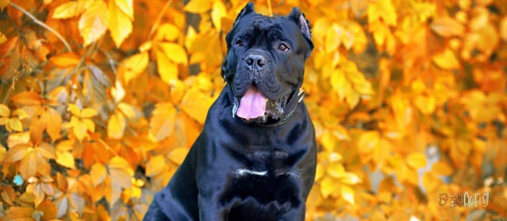 Cane Corso