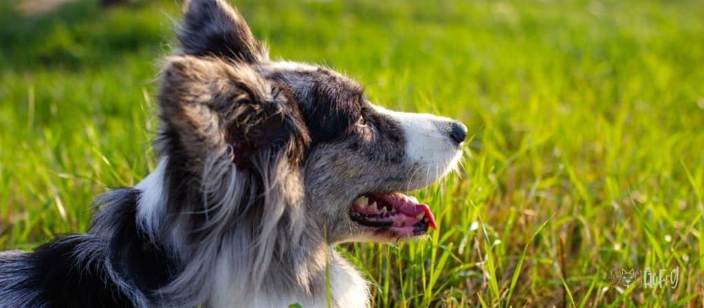 cardigan welsh corgi image