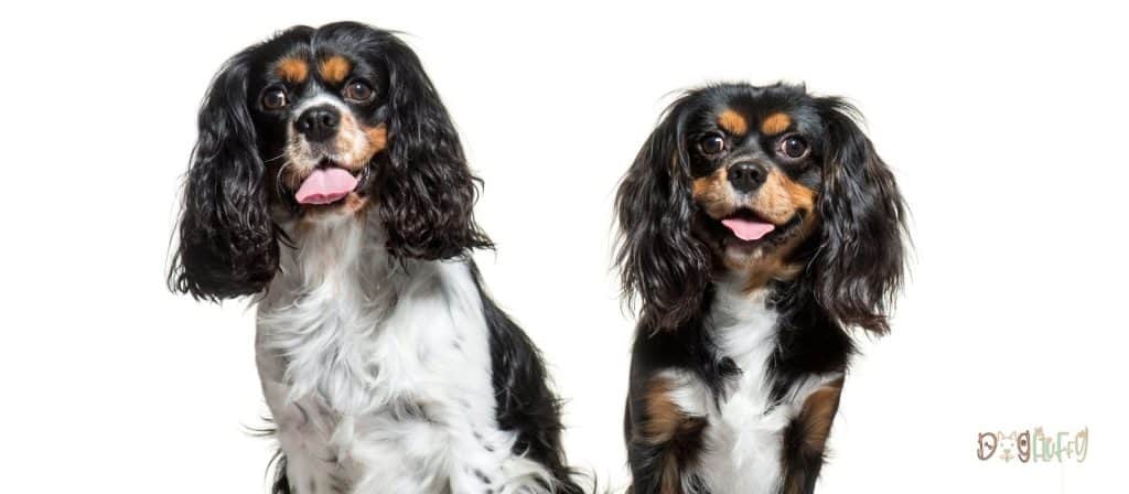 Cavalier King Charles Spaniels