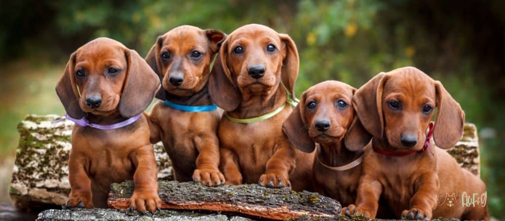 Dachshunds