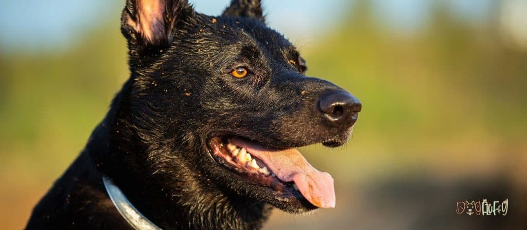 Dutch Shepherd Dogs