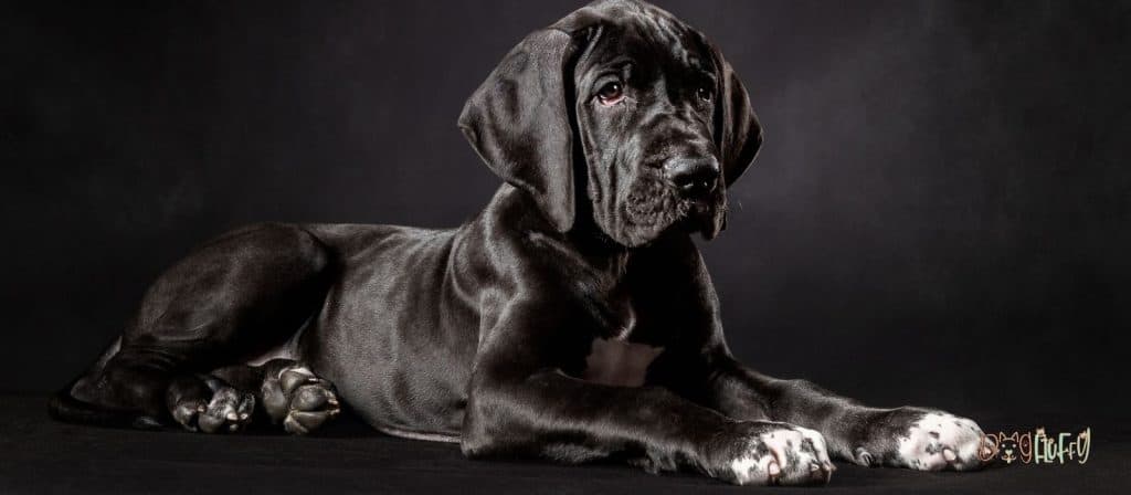 Great Dane image