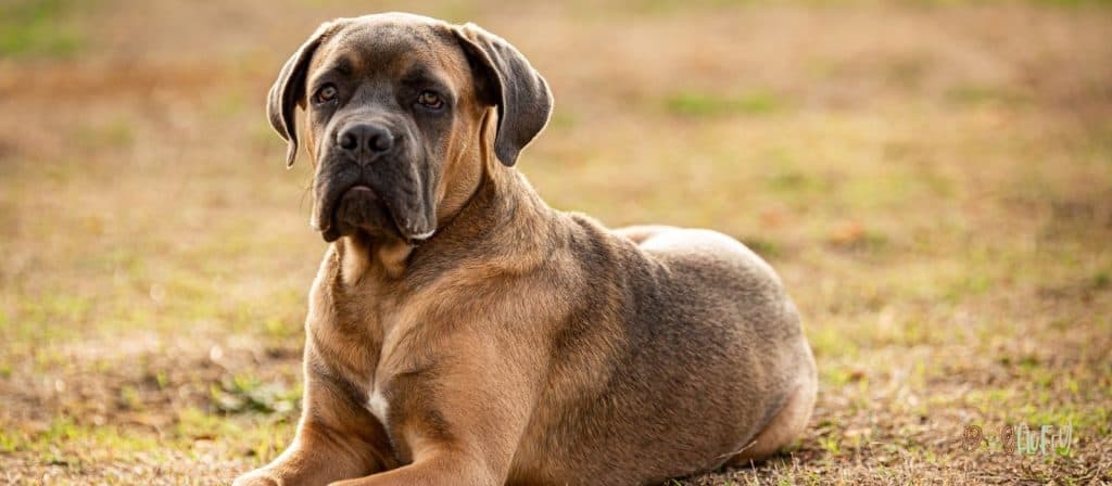 Mastiffs