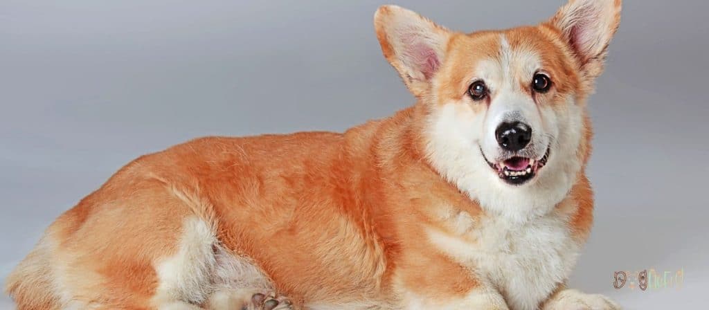 Pembroke Welsh Corgis