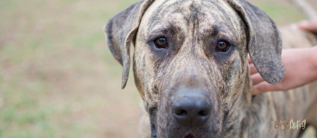 Presa Canario Dog