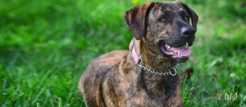 tennessee brindle image