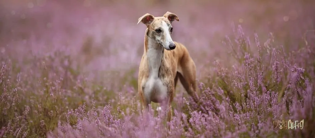 Whippet Dogs