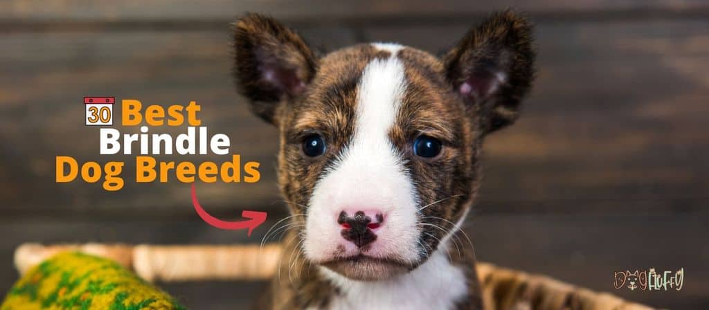 Top 30 Brindle Dog Breeds