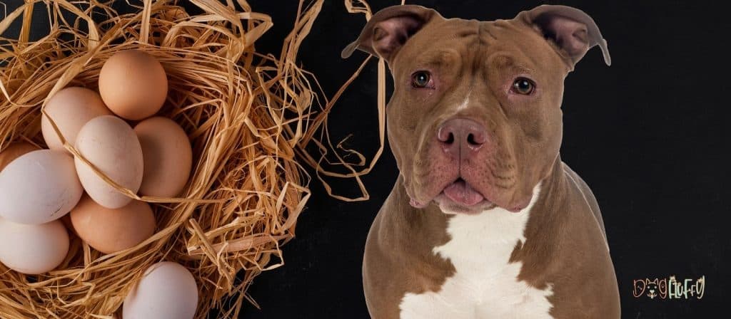 Can Pitbulls eat eggs?