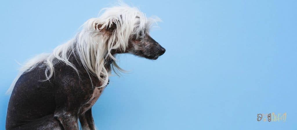19 Charming Chinese Dog Breeds – The Complete Guide