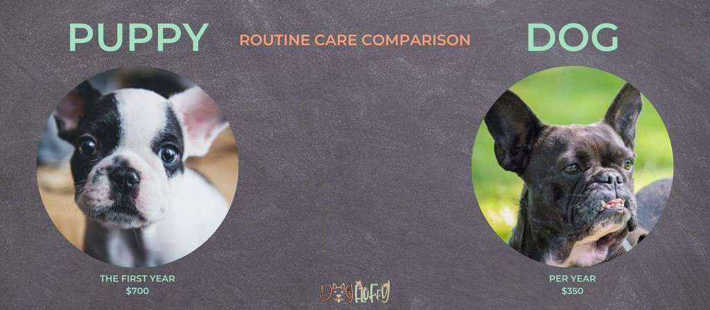 Top 10 Best Pet Insurance For French Bulldogs
