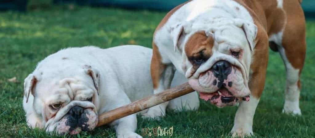 English bulldog biting owner - Dog Fluffy