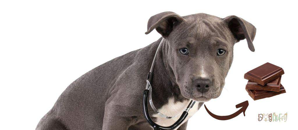 Top 10 Best Dog Food For Pitbulls 2024 - Dog Fluffy - Pitbulls Chocolate Toxicity Symptoms