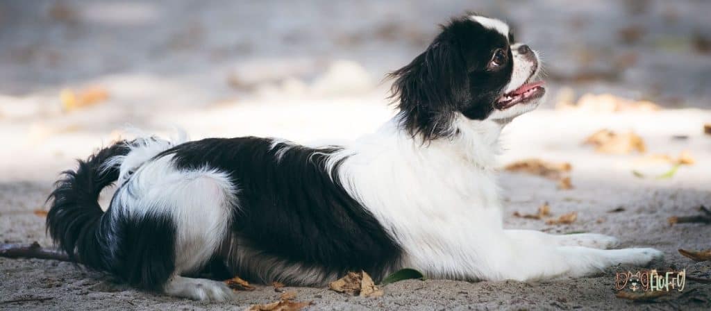 Japanese Chin - Chinese Dog Breeds