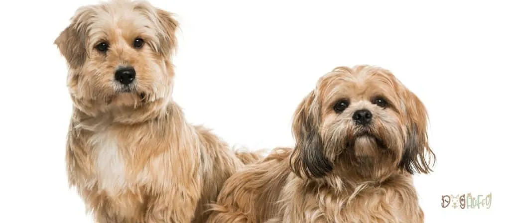 Lhasa Apso - Chinese Dog Breeds
