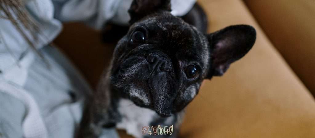 Petplan Best Pet Insurance For French Bulldogs