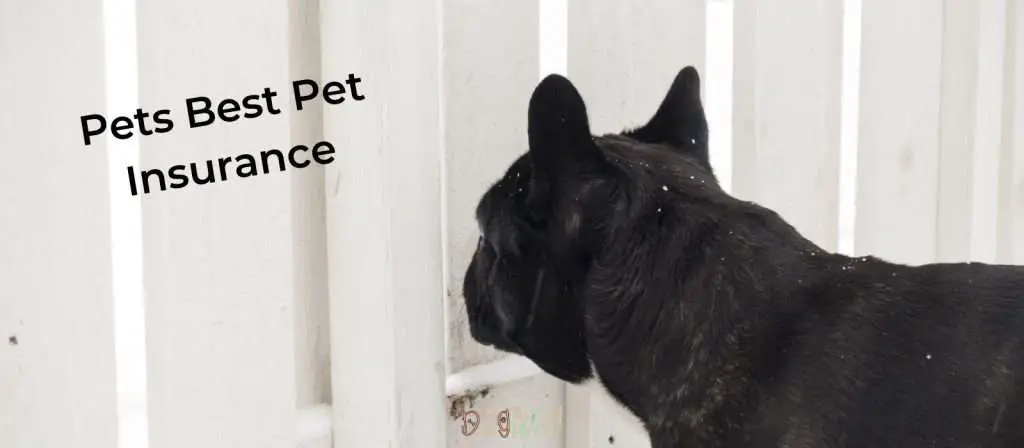 Pets Best Pet Insurance - Best Pet Insurance For French Bulldogs