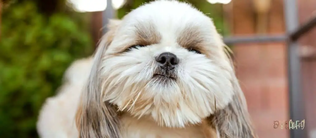 Shih Tzu Dog - Chinese Dog Breed