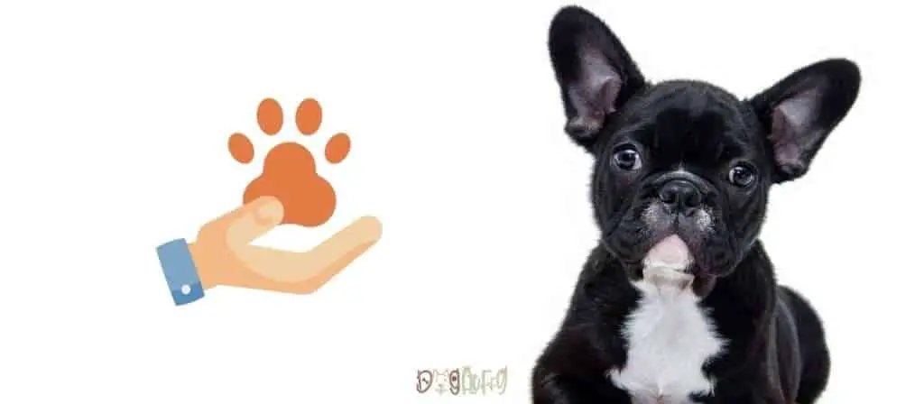 Should you get pet insurance for a French bulldog