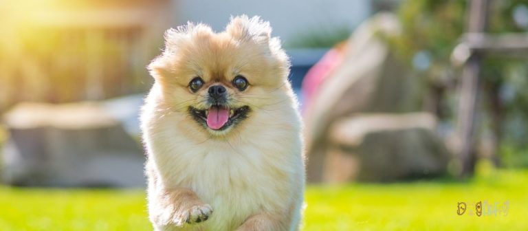 The Complete Guide to All Chinese Dog Breeds