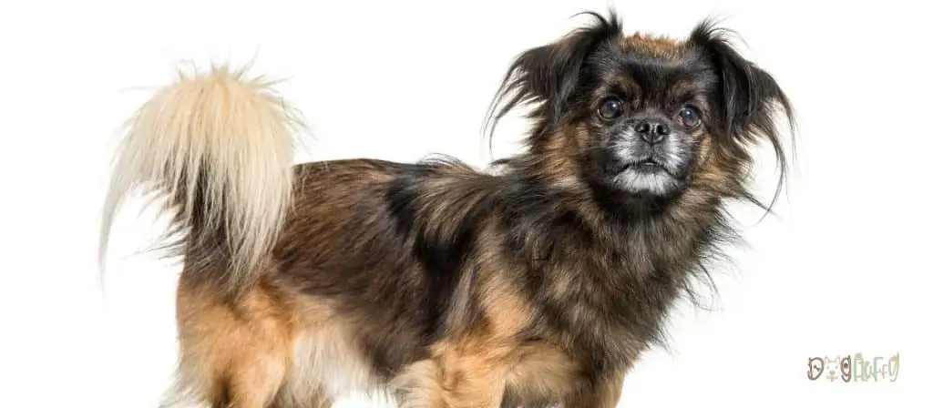 Tibetan Spaniel - Chinese Dog Breeds
