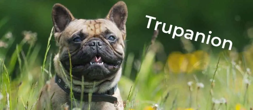 Trupanion - Best Pet Insurance For French Bulldogs