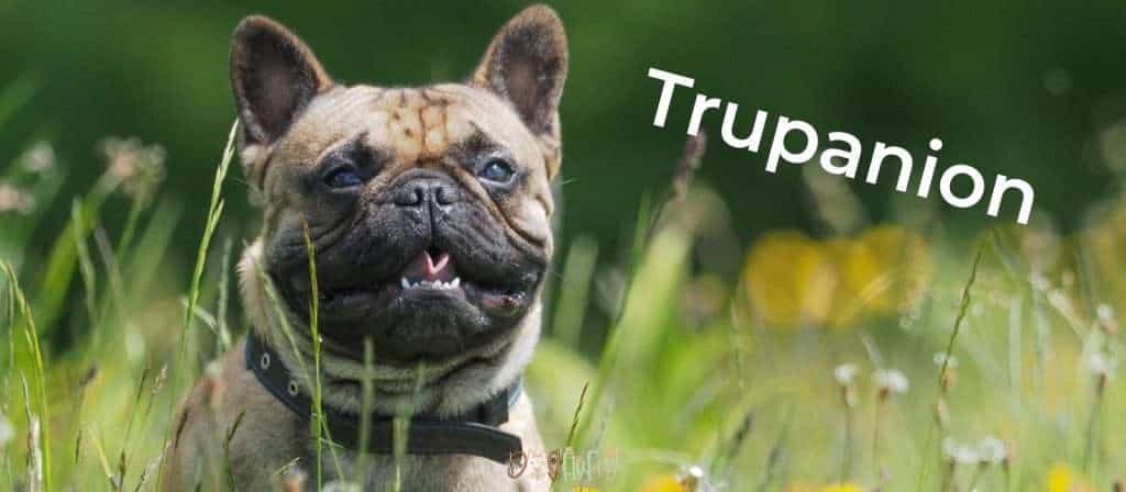 Trupanion - Best Pet Insurance For French Bulldogs