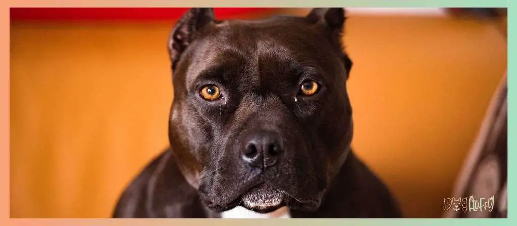 What are the Different Types of Pitbull Bloodlines? 10 Most Popular