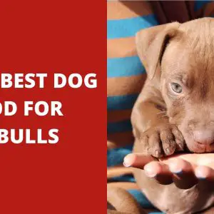 Top 10 Best Dog Food for Pitbulls – 2022 Reviews