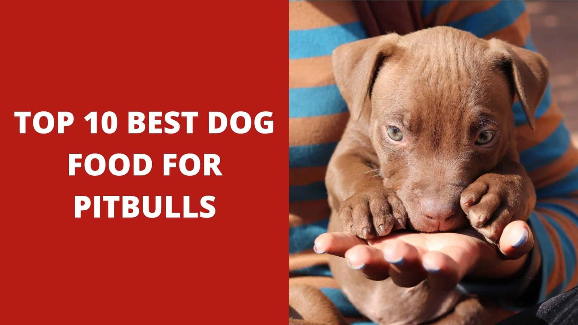 Top 10 Best Dog Food for Pitbulls – 2022 Reviews