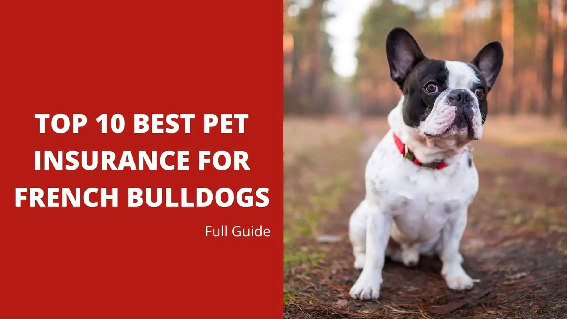Top 10 Best Pet Insurance For French Bulldogs 2022 – Full Guide