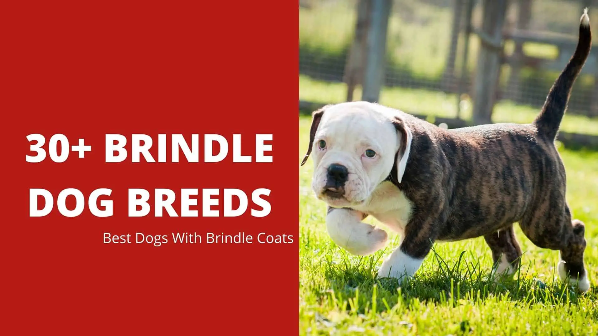 30+ Brindle Dog Breeds: Best Dogs With Brindle Coats