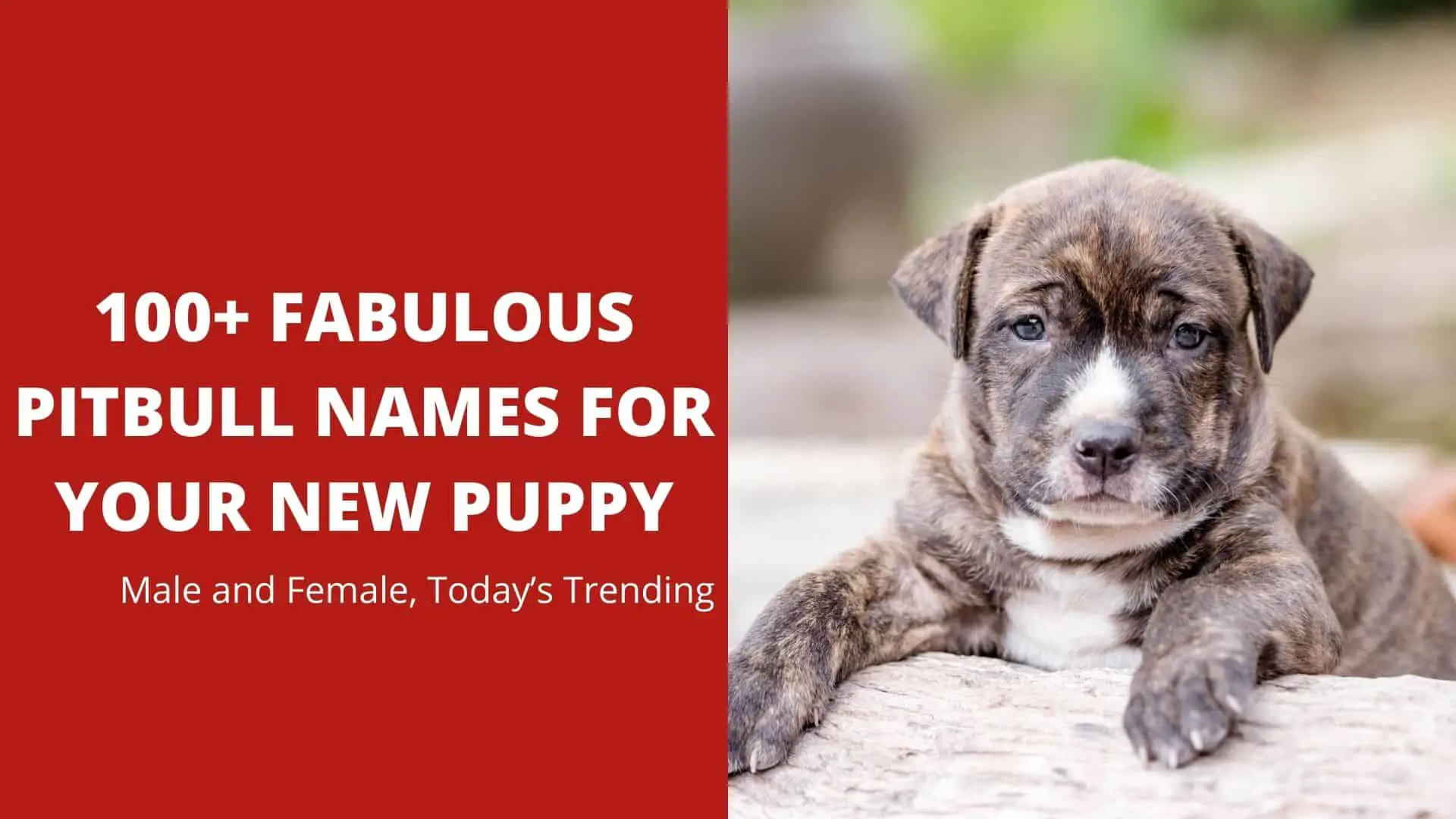 100+ Fabulous Pitbull Names for Your New Puppy: Male and Female, Today’s Trending