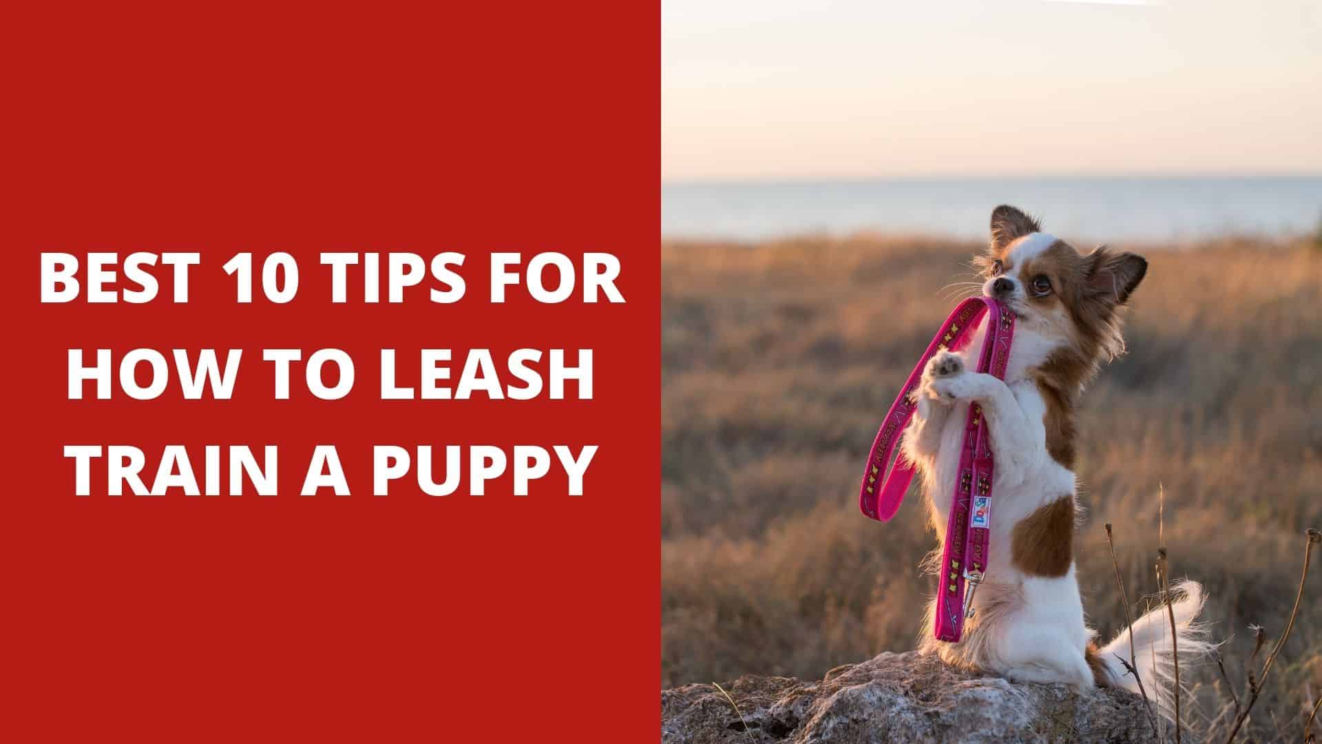 Best 10 Tips for How To Leash Train a Puppy