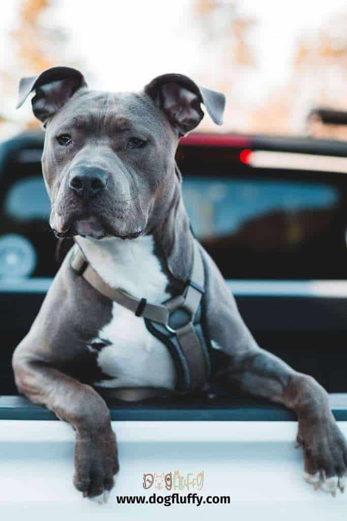 What are the Different Types of Pitbull Bloodlines?
