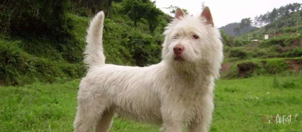 Xiasi Quan - Chinese Dog Breeds