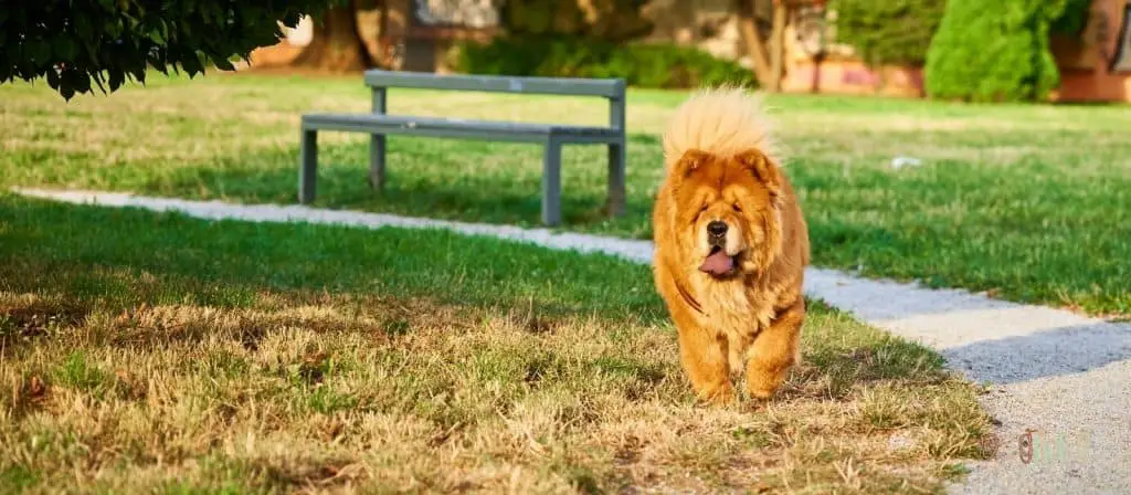Chow Chows Dog - Chinese Dog Breeds