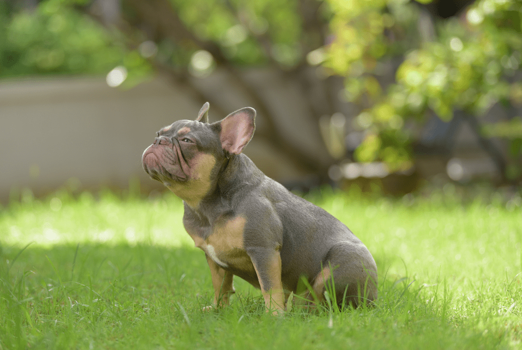 French Bulldog Coat Characteristics