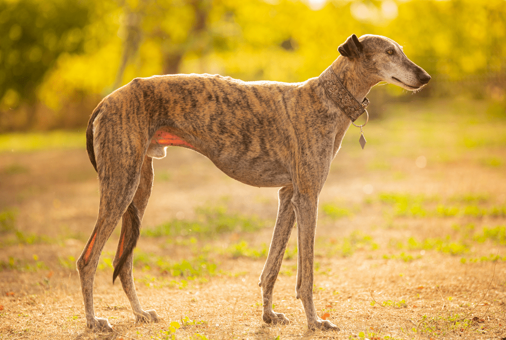 Greyhound Dogs