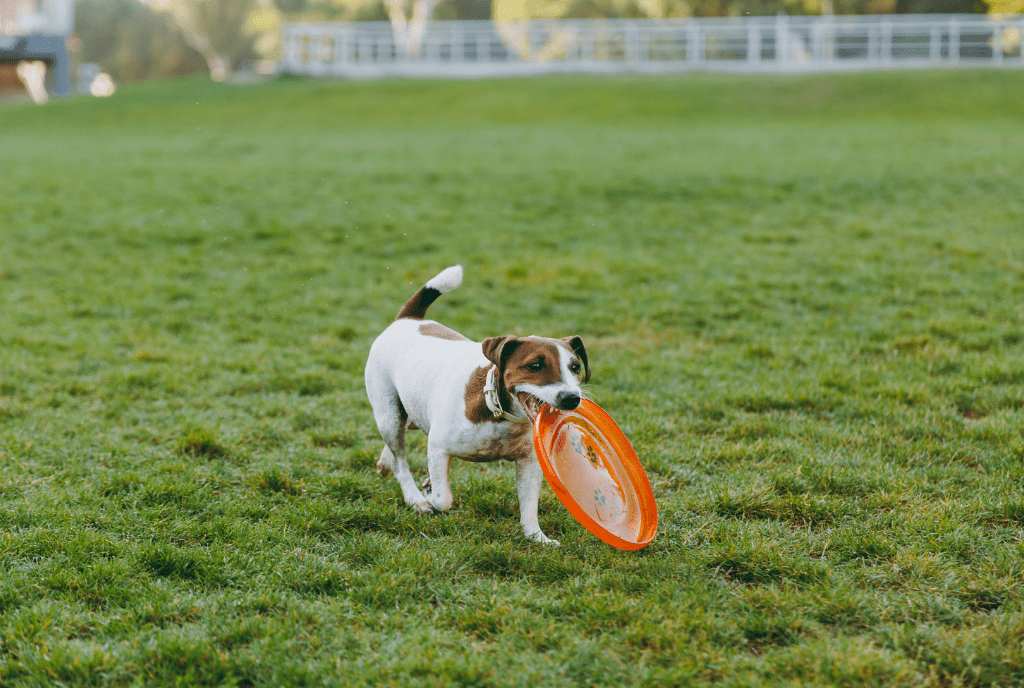 jack russell terrier image